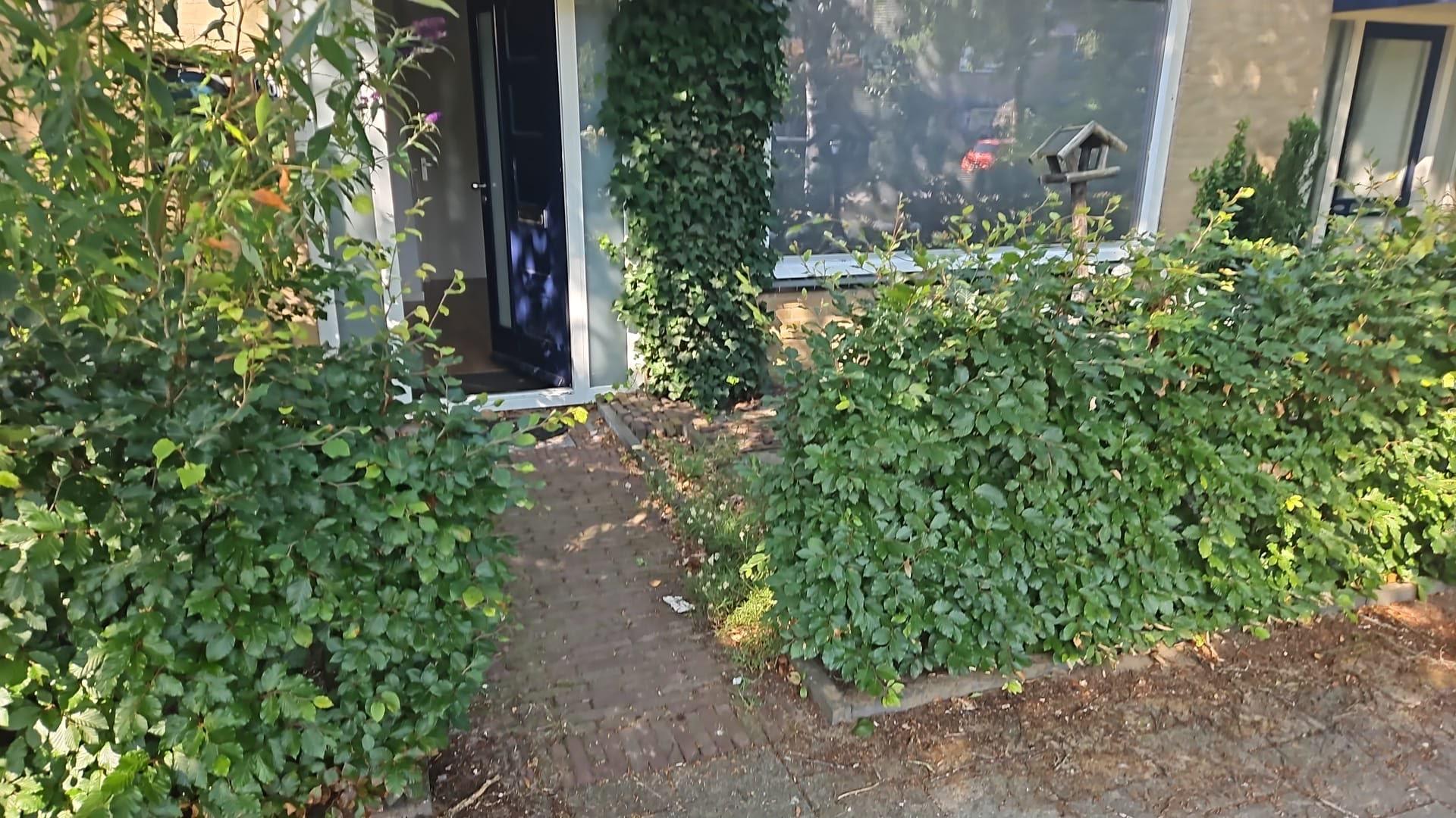 Voortuin vóór aanleg — overwoekerde haag en border bij de voordeur
